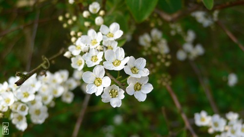 Arbustes a petites fleurs blanches