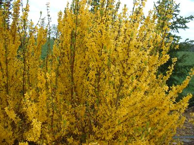 Arbuste haie fleur jaune