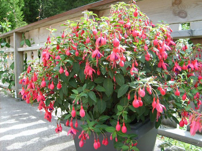 Fushia plante