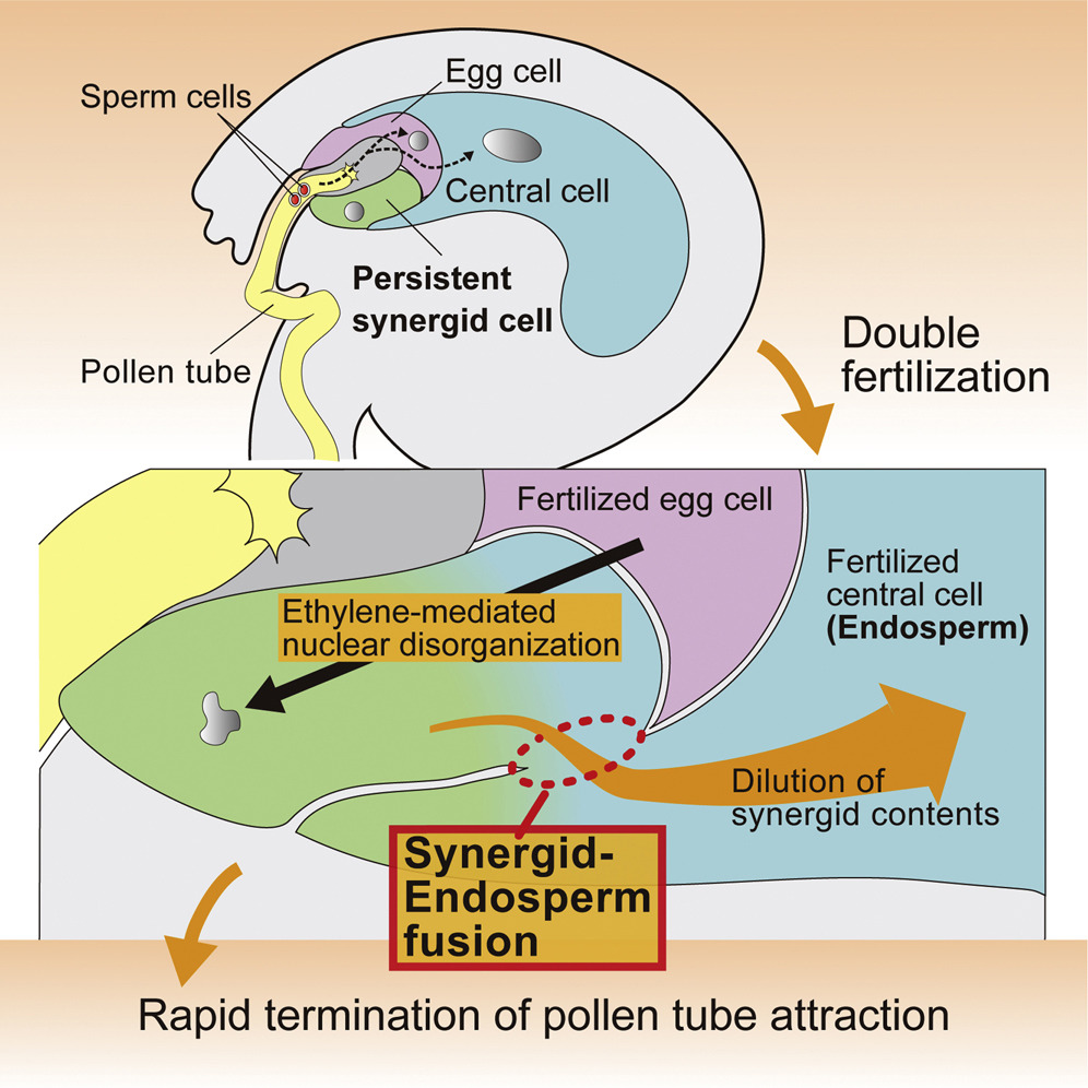 Vegetaux persistant