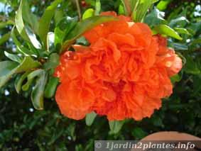 Arbuste fleur orange