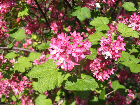 Petit arbuste a fleur rose