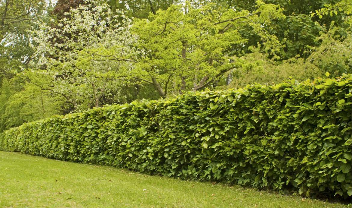 Quelle plante pour une haie