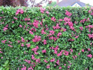 Arbuste persistant et fleuri