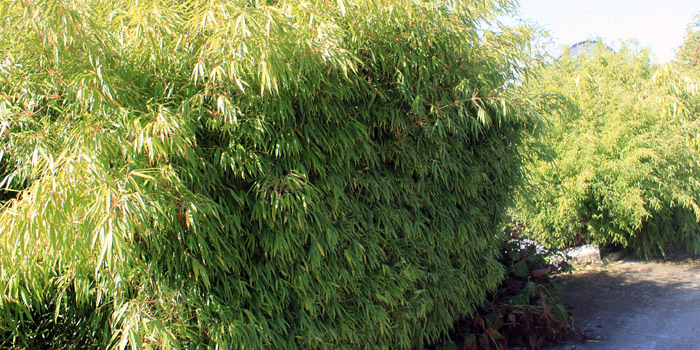 Arbustes pour haie brise vue
