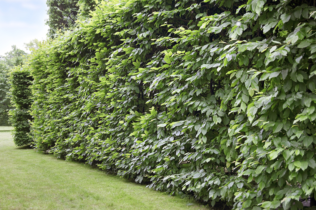 Quel arbre choisir pour une haie