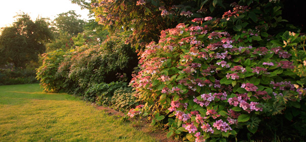 Plantes caduc persistant