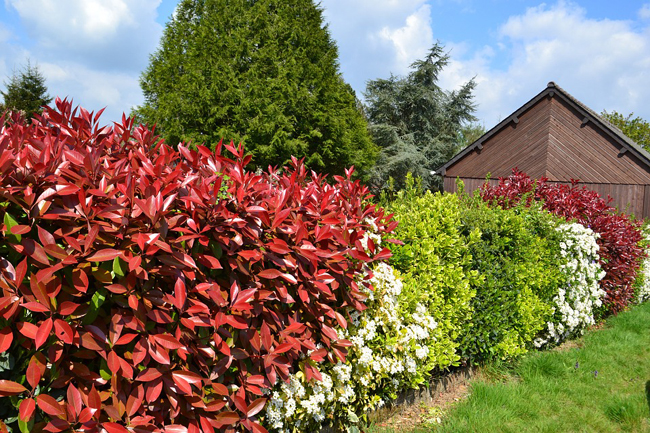 Plante feuillage persistant pour haie