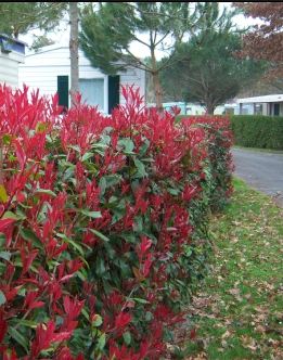 Haie rouge jardin