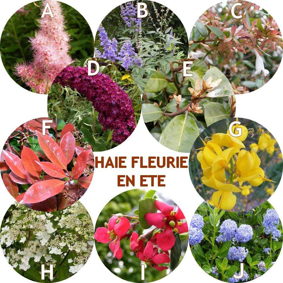 Haie fleuri