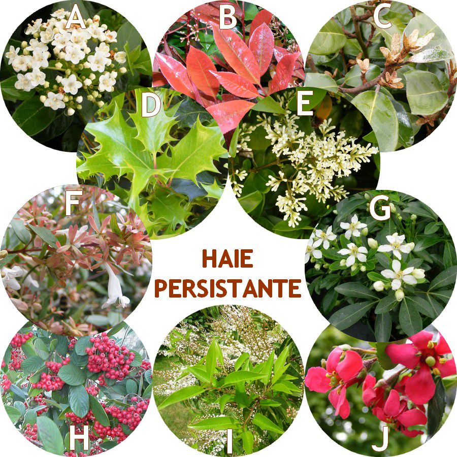 Plantation arbuste haie