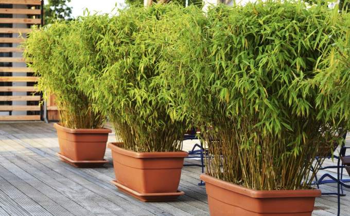 Arbuste persistant en pot pour balcon