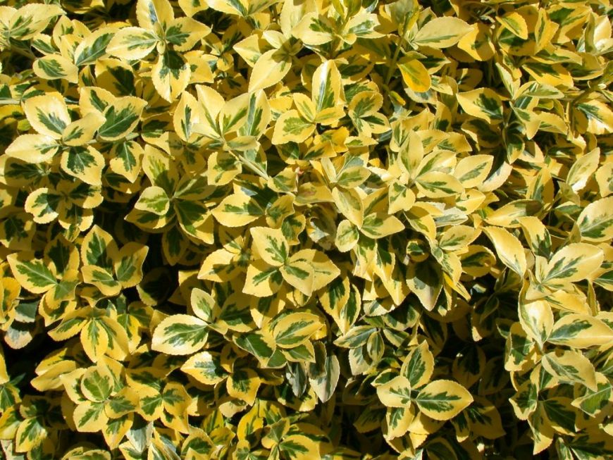 Arbuste persistant feuilles jaunes