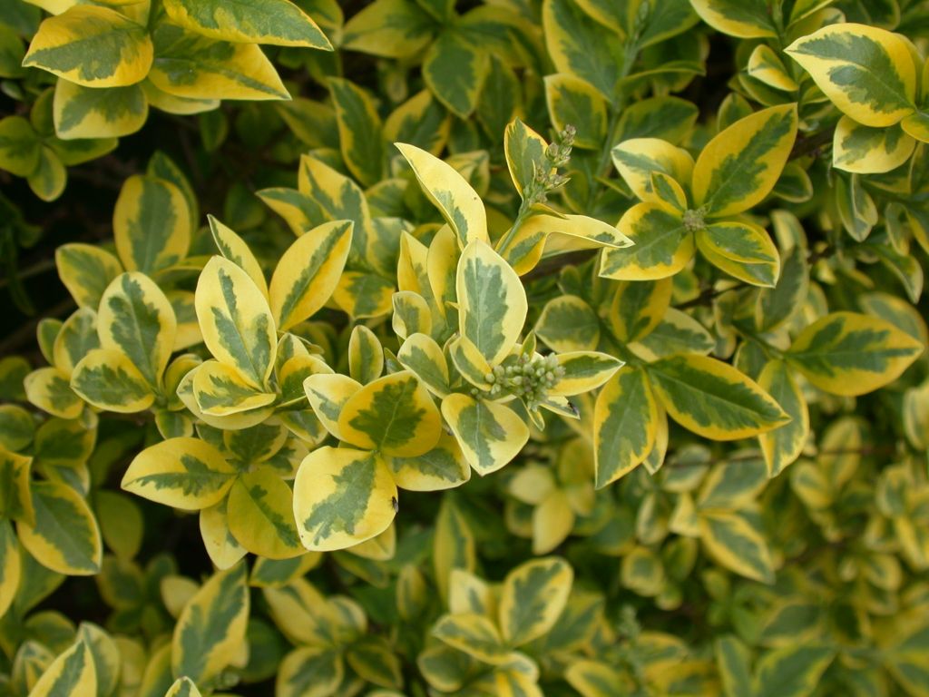 Arbuste feuillage persistant jaune et vert