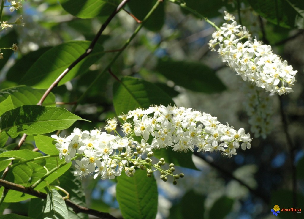 Arbre fleur blanche