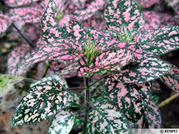 Plante verte feuillage persistant