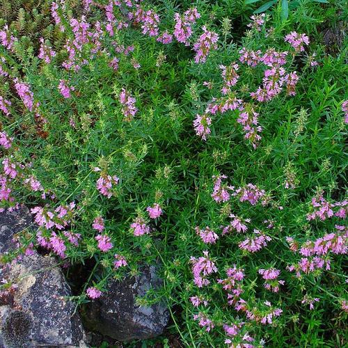 Arbuste petites fleurs roses