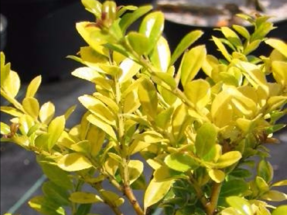 Arbuste feuillage persistant jaune et vert