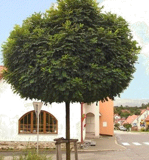 Arbre boule feuillage persistant