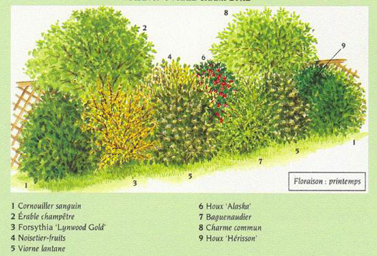 Haie haute fleurie feuillage persistant