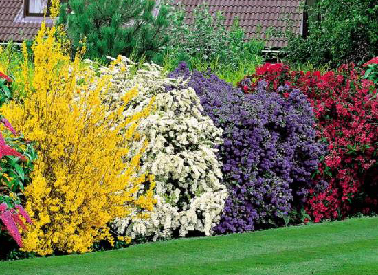 Haie fleurie feuillage persistant