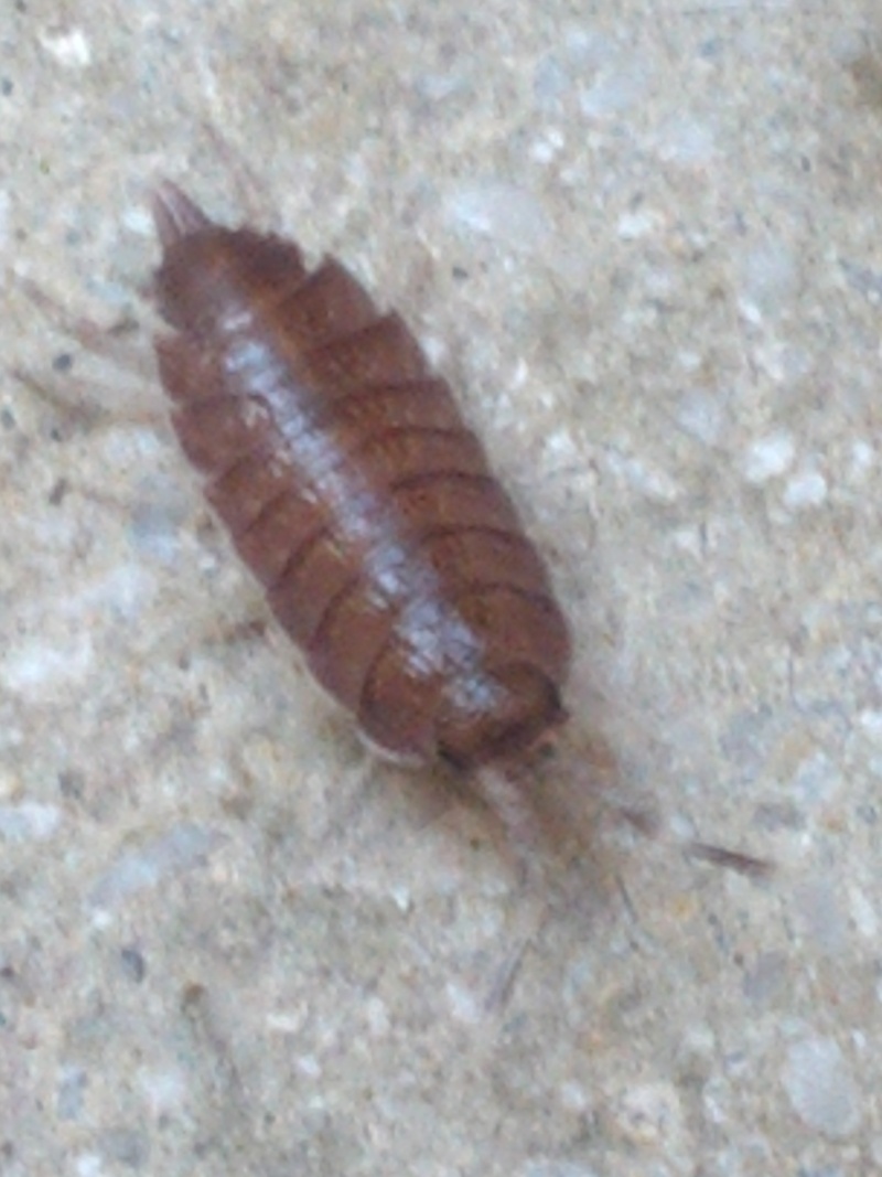 Insecte salle de bain