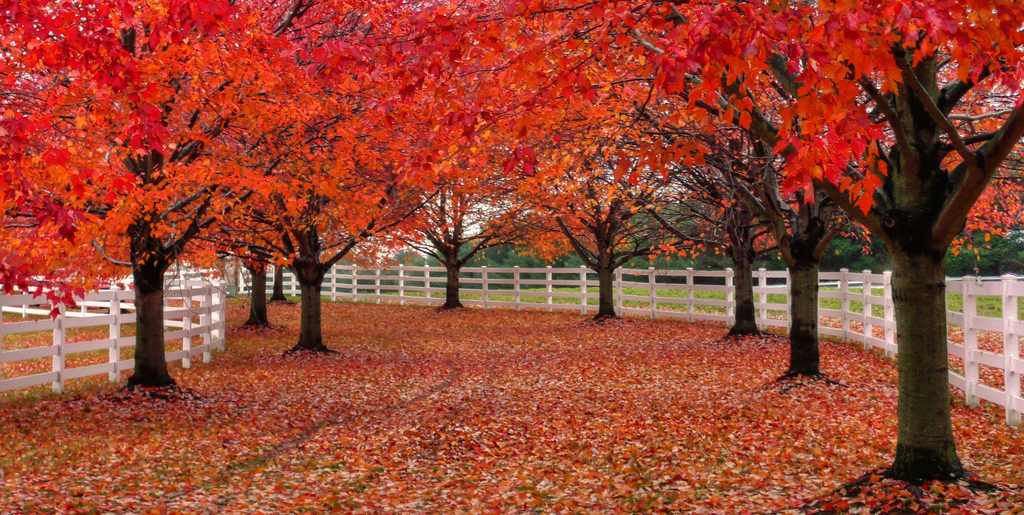 Arbre feuillage persistant rouge