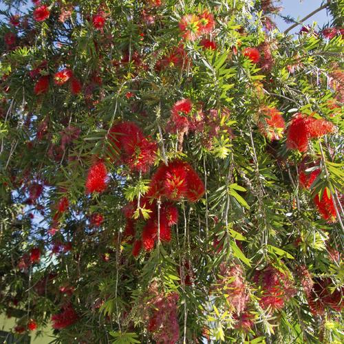 Arbre fleuri feuillage persistant