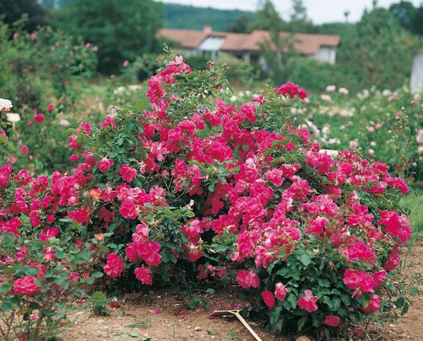 Petit buisson a fleurs