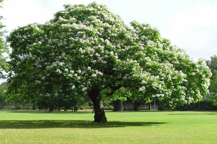 Arbre persistant rustique