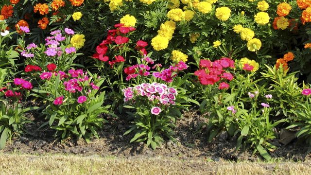 Fleur a planter