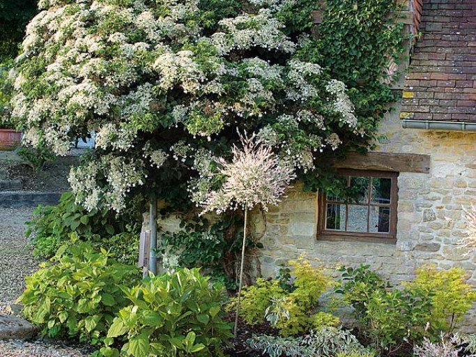 Arbuste à planter