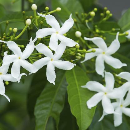 Arbuste persistant blanc