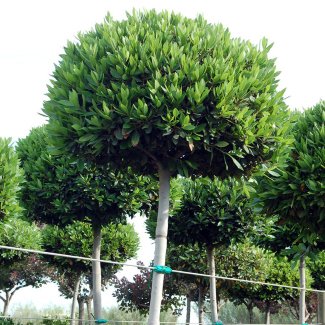 Arbre à feuilles persistant