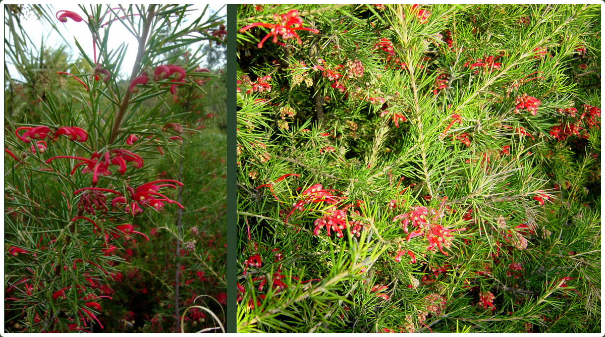 Arbuste avec fleur rouge