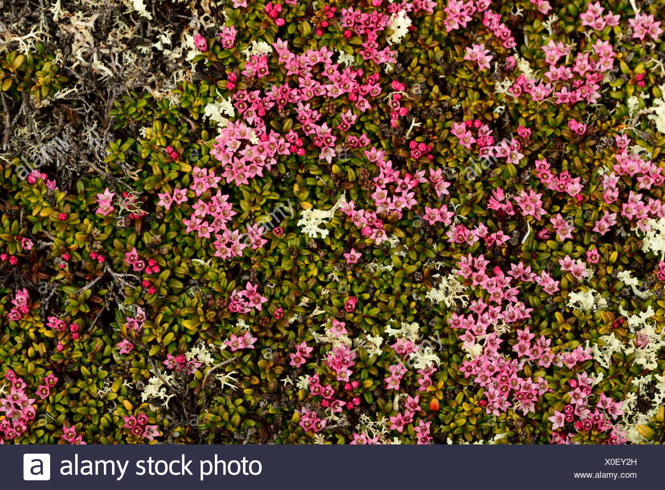 Arbuste nain à fleurs