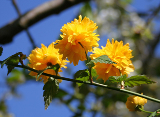 Arbuste a fleur jaune printemps
