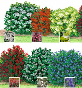 Arbustes rustiques feuillage persistant