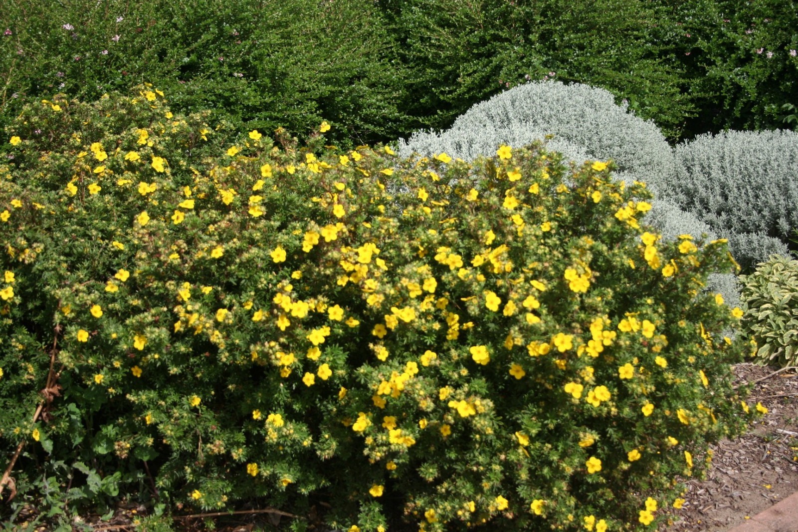 Petit arbuste fleur jaune