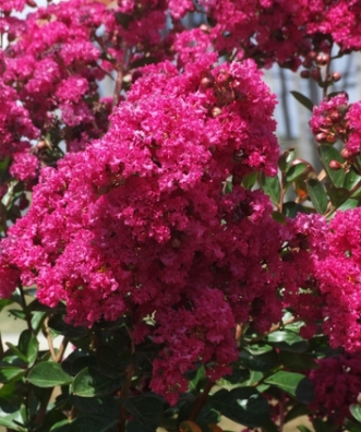 Arbre à fleurs roses en été