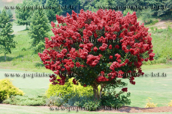 Arbuste persistant a fleurs rouges