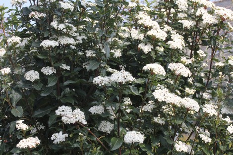 Les plus beaux arbustes à fleurs