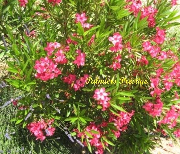 Arbuste vivace fleuri