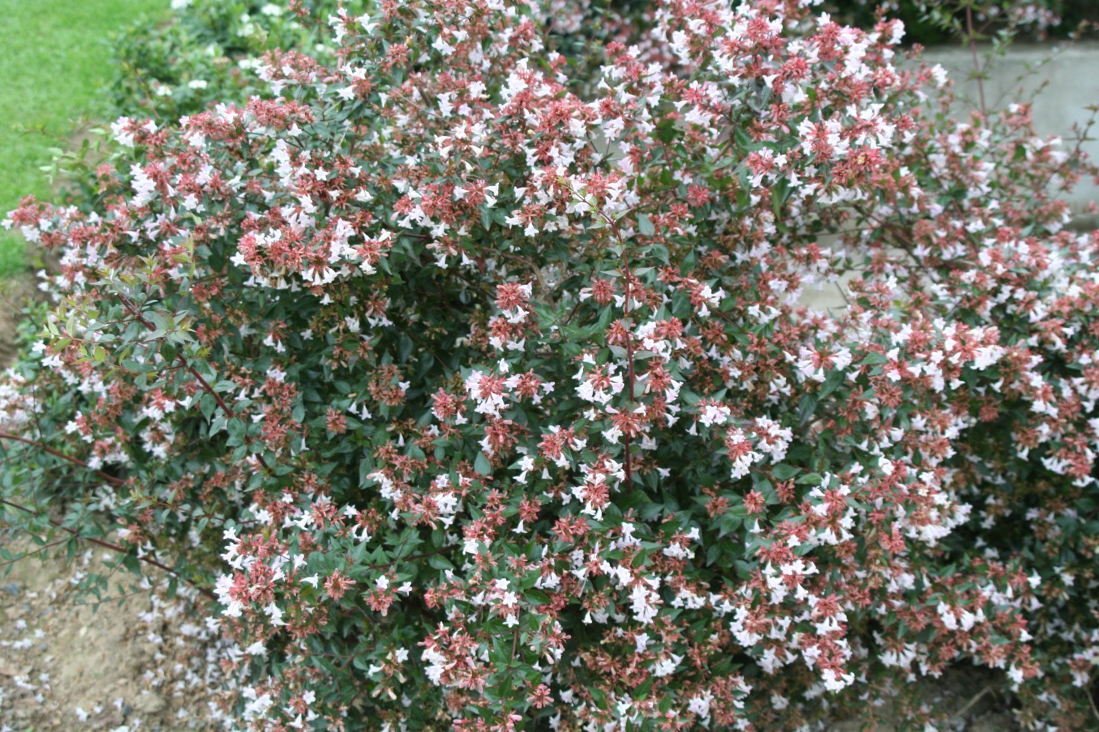 Arbuste à petites fleurs roses