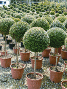 Arbuste en pot pour terrasse