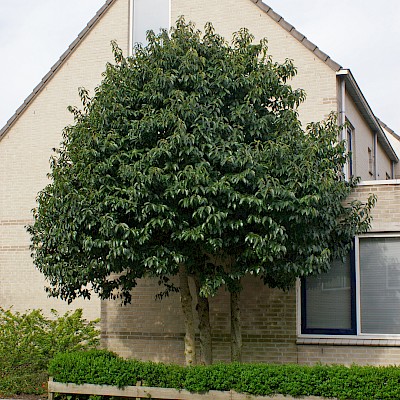 Arbre feuilles persistant