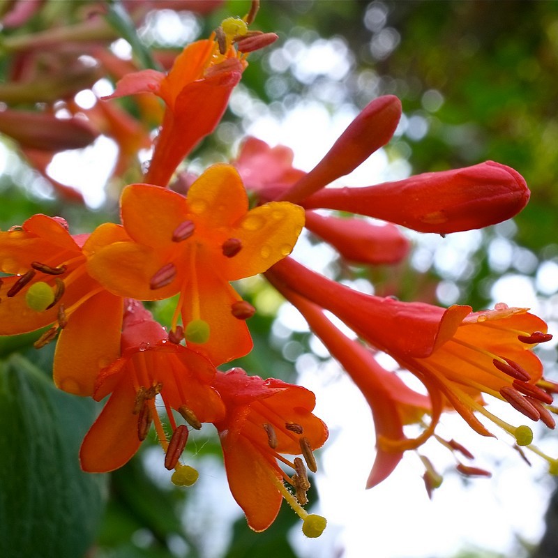 Arbuste à fleurs orange