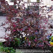 Arbuste persistant en pot plein sud