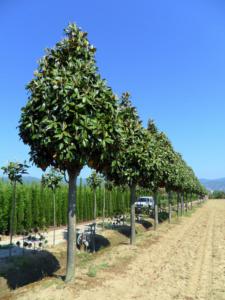 Arbres décoratifs persistants