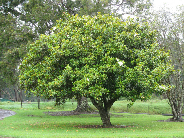 Arbre à feuillage persistant